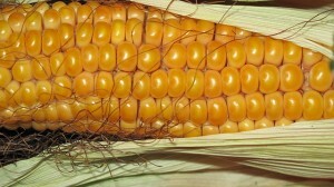 Важность ГМО