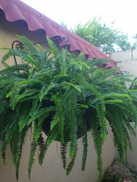 Importance of Ferns