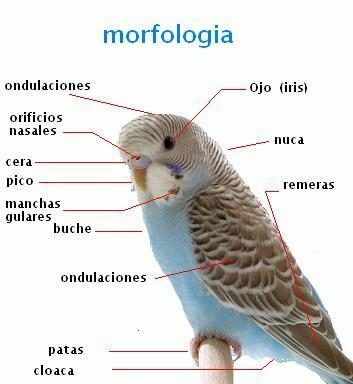 morfologie