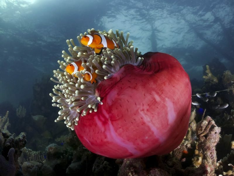 klovnefisk og anemone - gjensidig