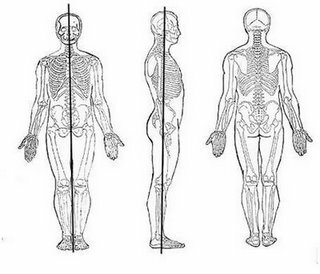 Definition af anatomisk position