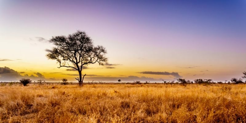 Klimaat, flora en fauna van de savanne