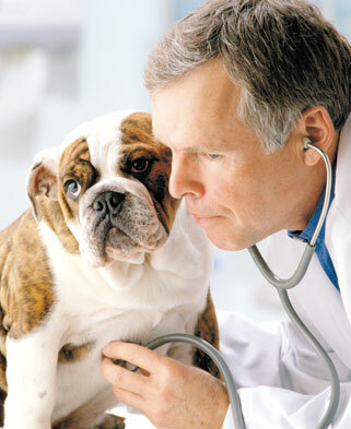 Ветеринарна медицина