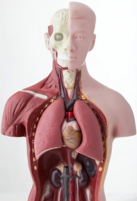 vnitřní orgány-lidské tělo