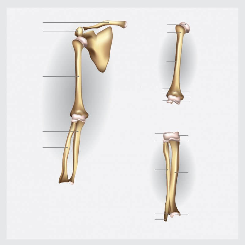 הגדרת עצמות הזרוע