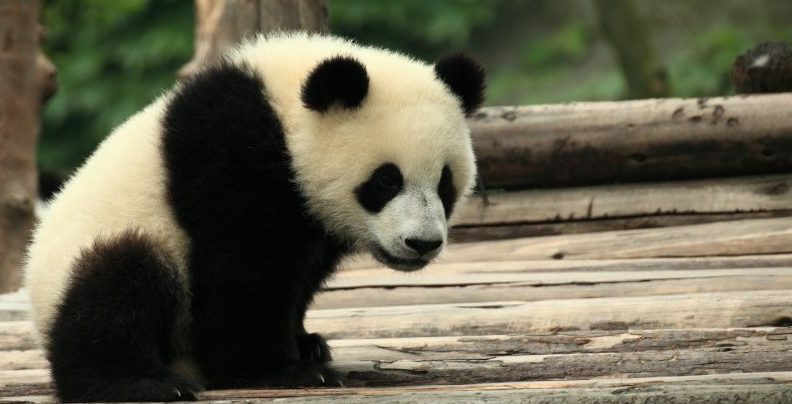 medveď panda - ohrozený