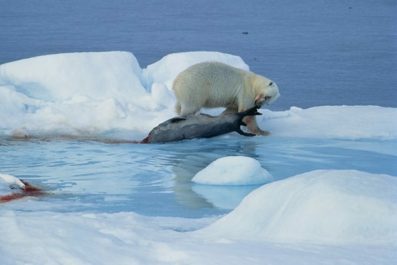 صيد الدب القطبي - الافتراس