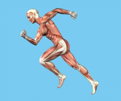 Biomehaaniline-inimese-anatoomia