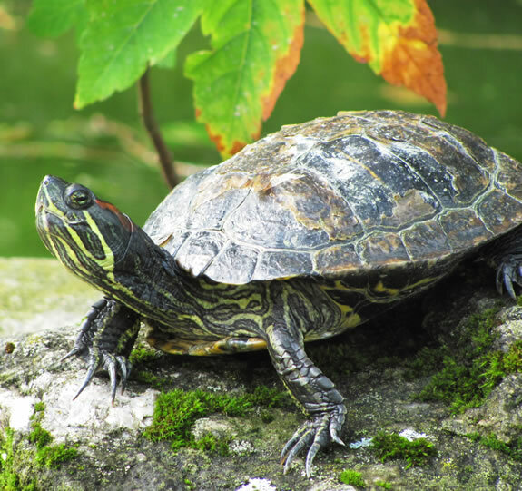 Charakterystyka żółwia