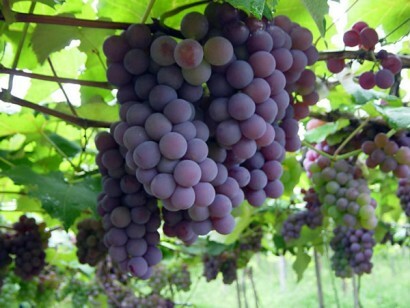 ყურძენი