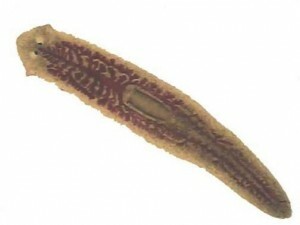 flatworms