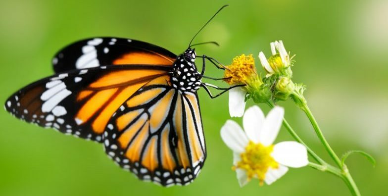 vlinder - ongewervelde dieren