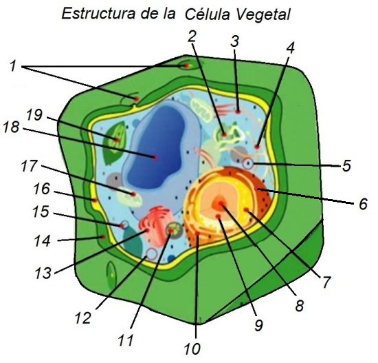 Caracteristicile celulelor vegetale
