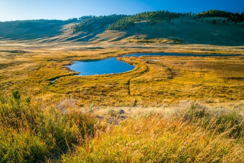 Prairie - lanskap dan bioma