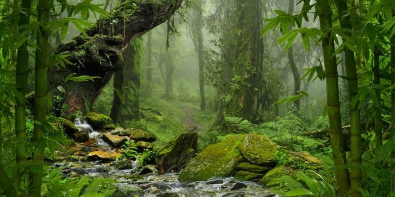 आर्द्र वन की जलवायु, वनस्पति और जीव