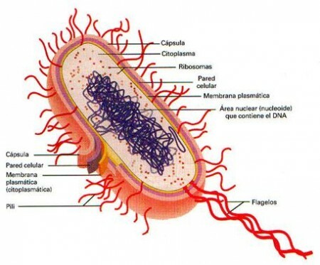 Prokaryotický