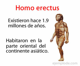 Homo erectus war ein Hominide, der eine Höhe zwischen 1,75 und 1,80 Metern erreichte.