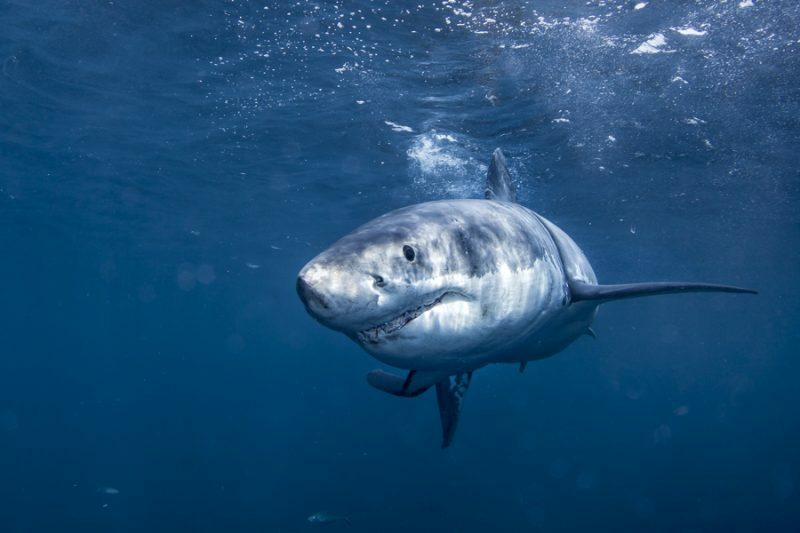 requin blanc - ovoviviparo