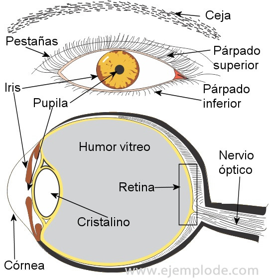 Partes do olho