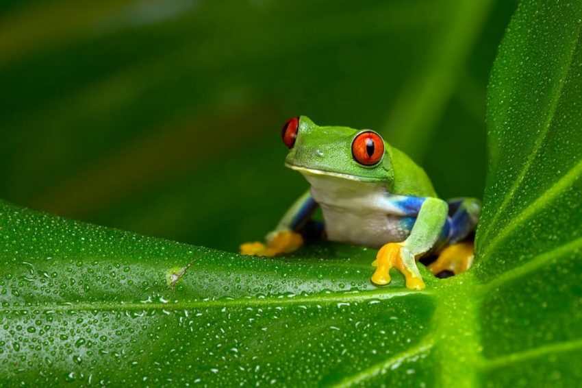 Генетична променливост при жабите.