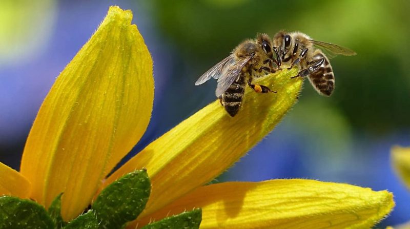 επικονίαση μελισσών