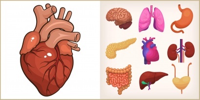 srdeční orgány