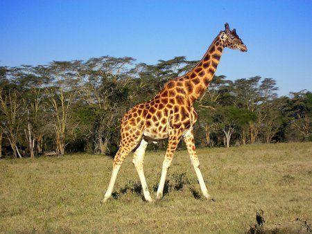 Vlastnosti žirafy, výška