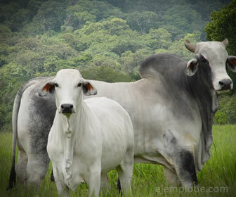 Le bétail est l'une des ressources renouvelables les plus importantes pour l'homme