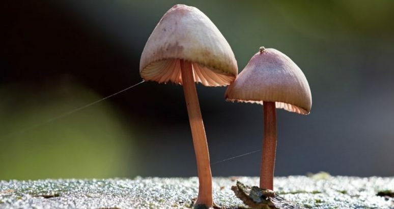Voorbeelden uit het Fungi Kingdom