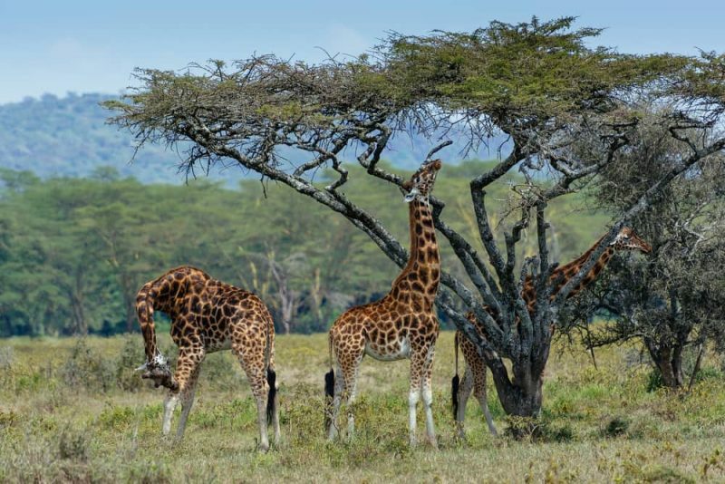 žirafy jíst