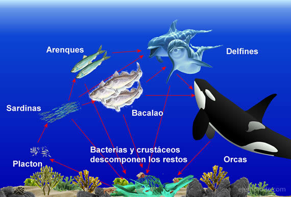 Food Chain Example