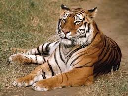 Tigris