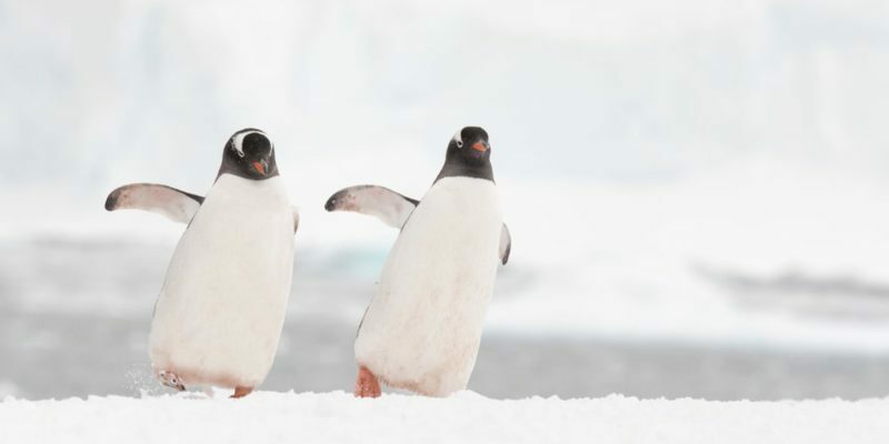 Etelämantereen eläimistö