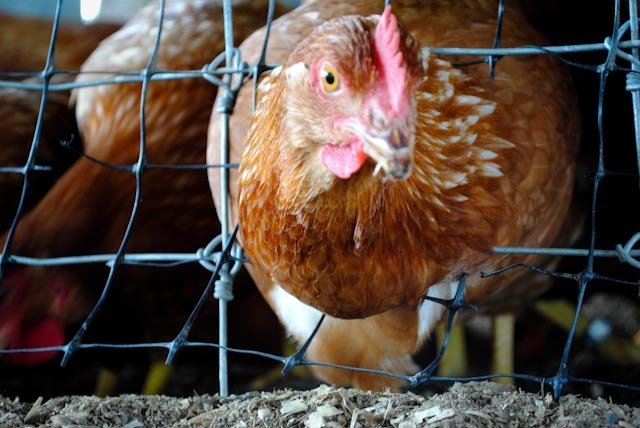 Hühnerställe - Intensivtierhaltung