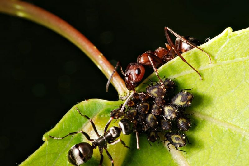μυρμήγκια και αφίδες - αμοιβαιότητα