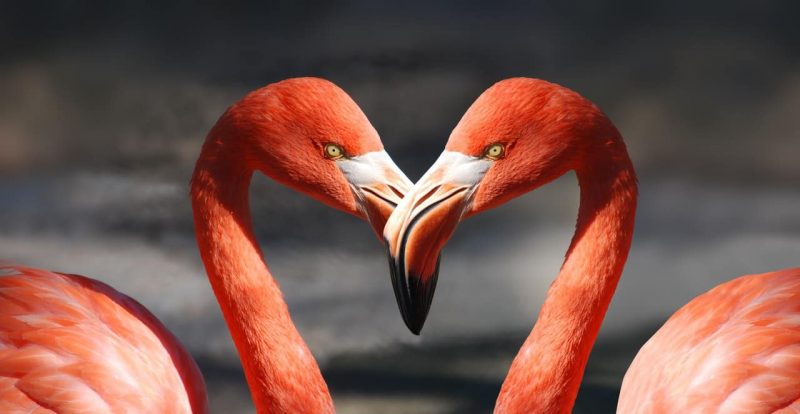 flamingo - eläinten seurustelua