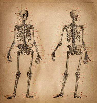 Definitie van het skeletsysteem
