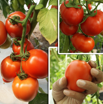 토마토 수경 재배