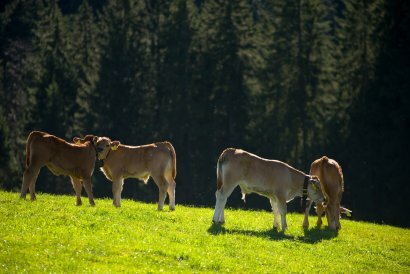 Mõiste definitsioonis ABC