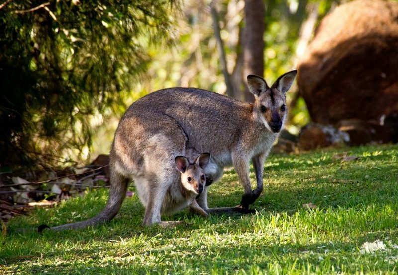 valašky - kengury