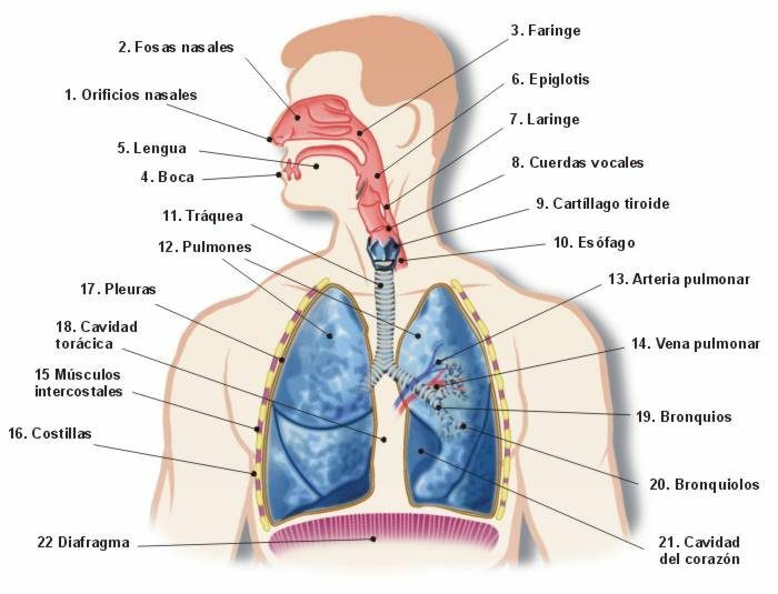 Дихателната система