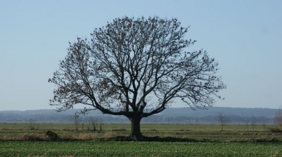 Definição de Árvore da Vida