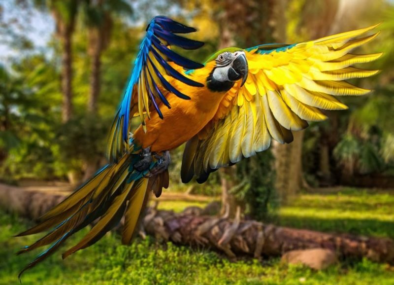 esseri viventi - pappagallo