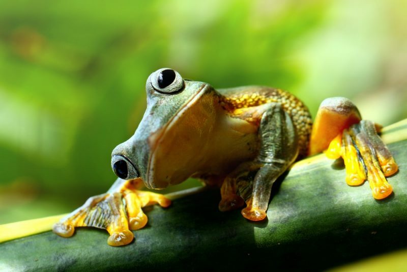 Žaba krastača - životinje vodozemci
