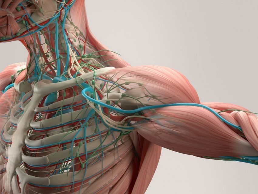 Anatomia. Corpo humano.