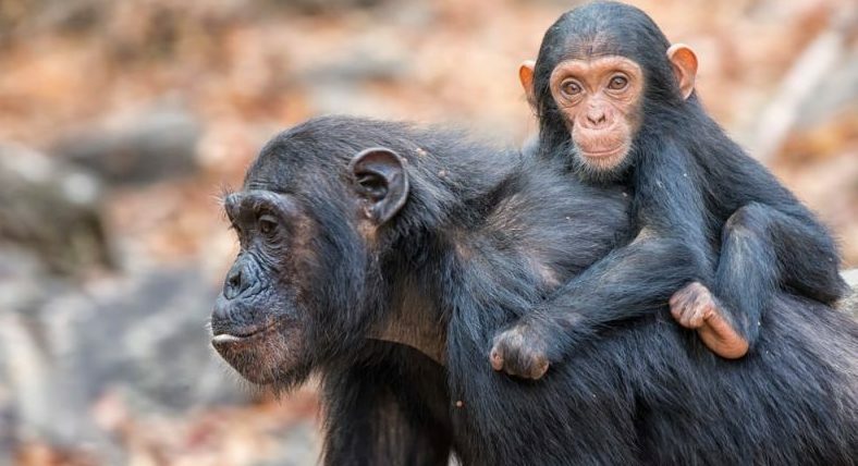 позвоночные шимпанзе, мать с детенышем