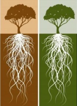 Pomen korenin