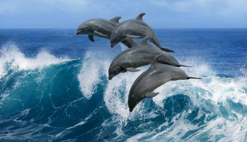 דולפין יונק