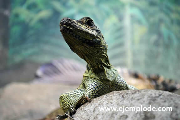 Reptiles and their characteristics