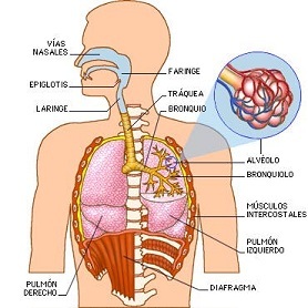 श्वसन प्रणाली परिभाषा